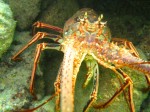 cieloestrellas reef10.jpg
